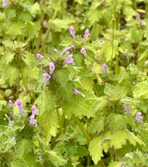 Lamium hybridum, photograph author not stated, no rights reserved