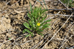 Ranunculus arvensis