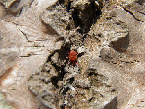 Allothrombium