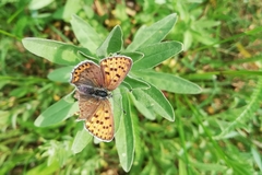 Lycaena tityrus