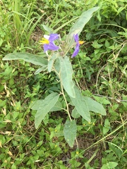 Solanum elaeagnifolium