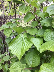 Viburnum