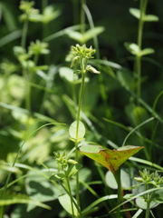 Cerastium glomeratum