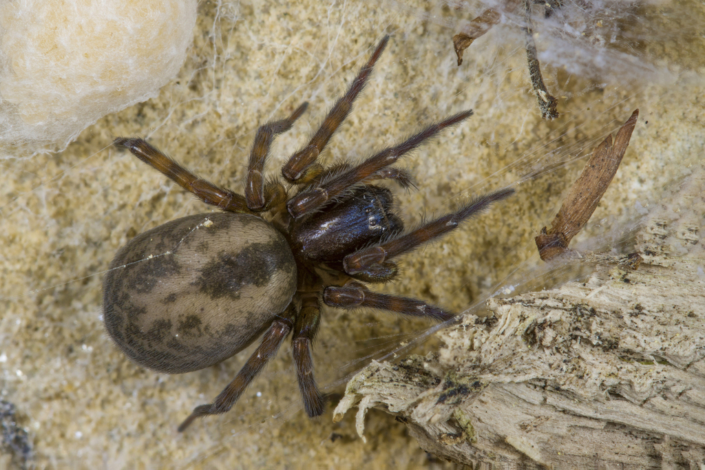 Amaurobius caucasicus