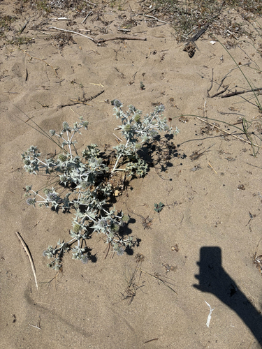 Sea Holly
