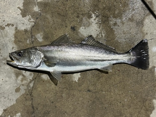 Corvina (Cynoscion parvipinnis) — Sciaenidae — 5