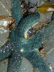 Leptasterias alaskensis