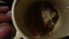 Samastacus spinifrons