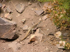 Liolaemus austromendocinus