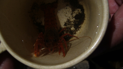 Samastacus spinifrons