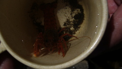 Samastacus spinifrons