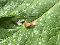 Pediaspis aceris