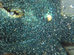 Leptasterias alaskensis