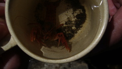 Samastacus spinifrons