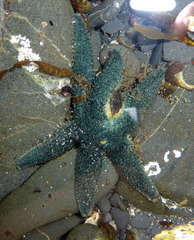 Leptasterias alaskensis