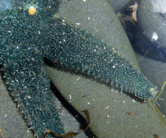 Leptasterias alaskensis