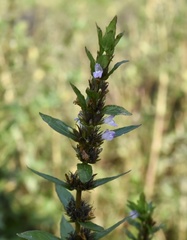 Hygrophila costata