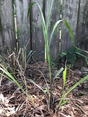 Tripsacum dactyloides