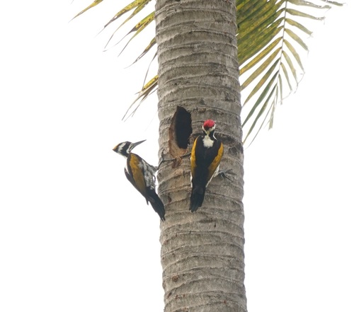 White-naped Woodpecker (Chrysocolaptes festivus), photo 4