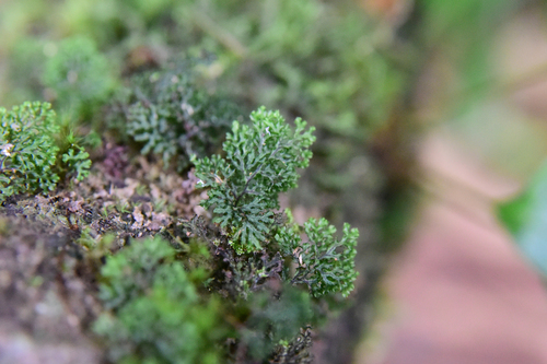 Hymenophyllum denticulatum observed 2026-06-22