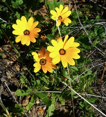 Dimorphotheca sinuata