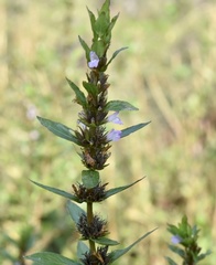 Hygrophila costata
