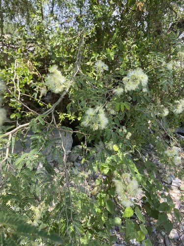 Havardia pallens