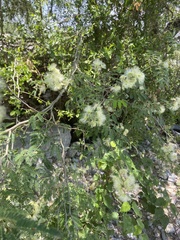 Havardia pallens
