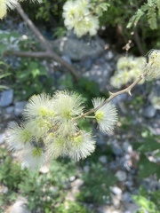 Havardia pallens, photograph (c) lizlombriz, some rights reserved (CC BY)