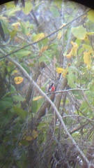 Granatellus venustus