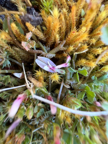 Trifolium variegatum observed 2026-06-23