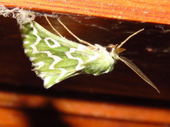 Drepanogynis bifasciata