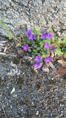 Campanula poscharskyana