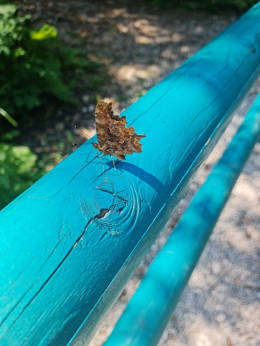 European Comma