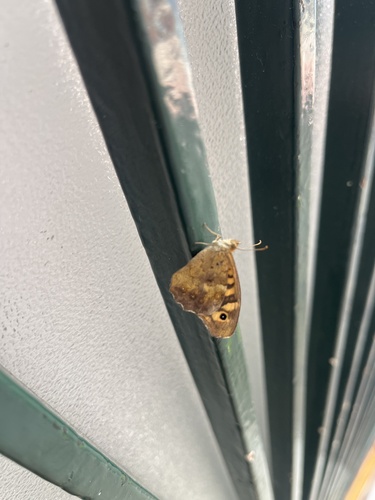 Speckled Wood