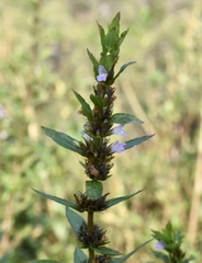 Hygrophila costata
