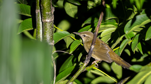 Sakhalin Grasshopper Warbler