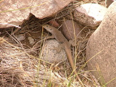 Liolaemus austromendocinus