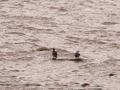 Merganetta armata armata