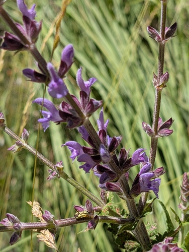 Salvia virgata, photograph 5