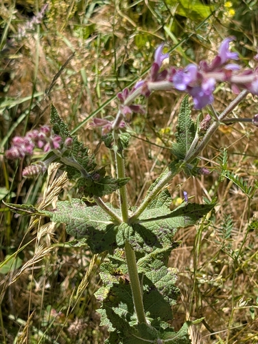 Salvia virgata, photograph 6