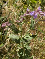 Salvia virgata, photograph author not stated, no rights reserved