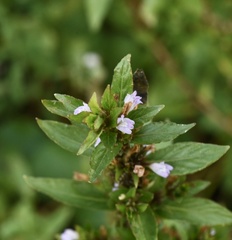 Hygrophila costata