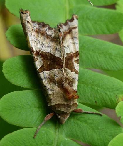 Photo of Brown Angle Shades (Phlogophora periculosa)