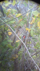 Granatellus venustus