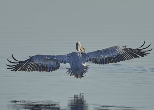 Dalmatian Pelican