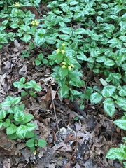 Lamium galeobdolon argentatum