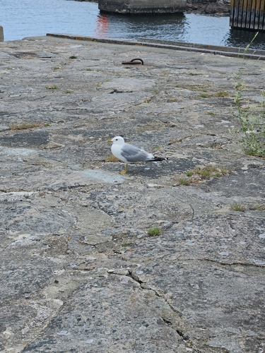 Common Gull