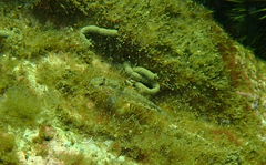 Nesogobius