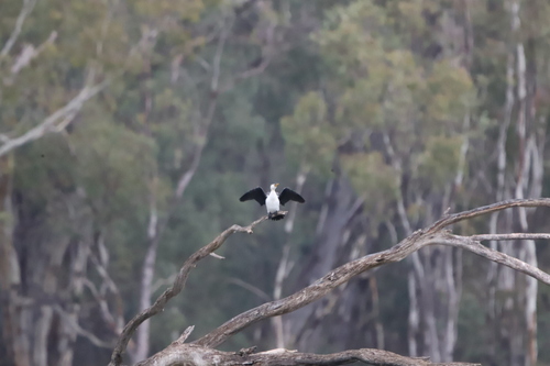 Little Pied Cormorant